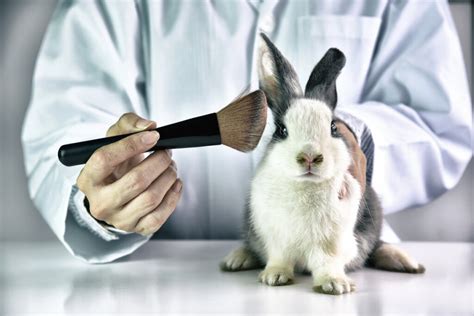 are dior perfumes tested on animals|animal testing in makeup.